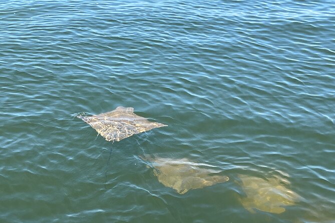 2 HR Dolphin Tour for 7 people - What Does the Tour Actually Entail?