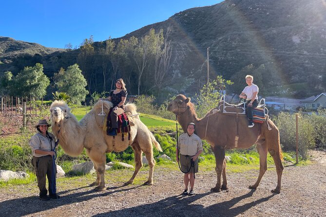 3 Hour Camel Trek into the Forest and Ranch in California - Hands-on Animal Encounters