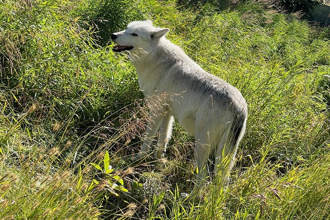 A Guided Alaskan Escape: Wildlife Sanctuary and Glacier Hiking - Scenic Drive along Turnagain Arm