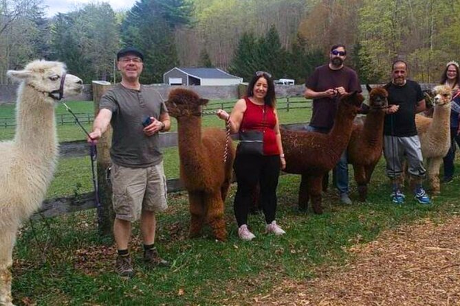 Alpaca and Llama Trek in Pleasant Valley - What to Expect During Your Trek