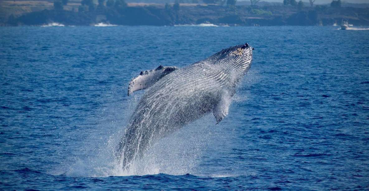 Big Island: Kona Super Raft Whale Watch - Analyzing the Value