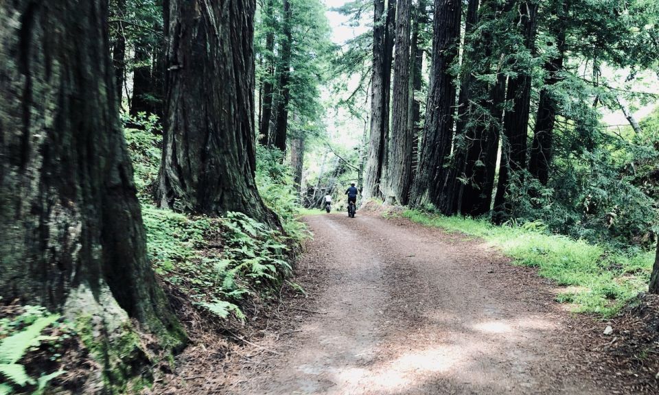 Big Sur's Old Coast Road E-Bike Tour - Exploring the Route: What You Can Expect