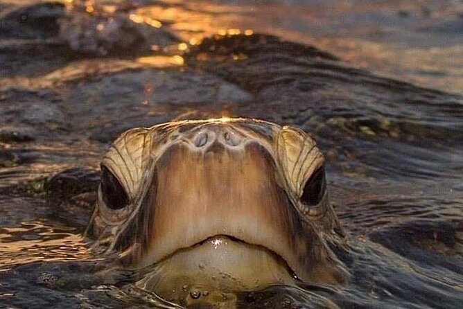 Circle Island tours - swim with turtles,Private & Small Group Tours - The Itinerary in Detail: What Youll Experience