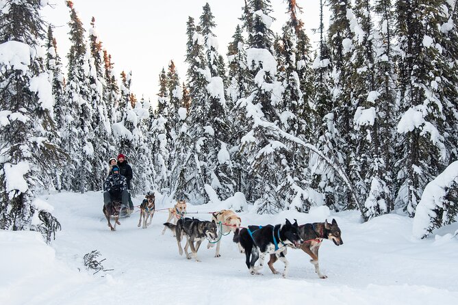 Dogsled and Reindeer Day Trip to Borealis Basecamp - Evaluating the Cost: Is It Good Value?