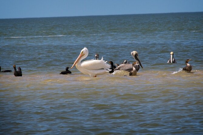 Everglades National Park: 3 Hikes + 90 minute Boat Tour + Lunch - How the Day Unfolds: A Detailed Look at the Itinerary