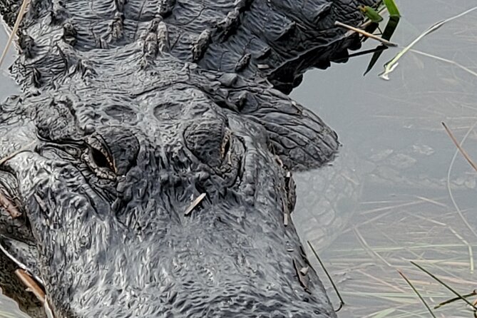 Everglades National Park Naturalist Led Hike, 2 Boat Trips + More - A Deep Dive Into the Experience