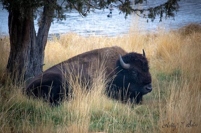 Flathead Lake & Bison Range Scenic Driving Tour - Why This Tour Could Be a Great Choice