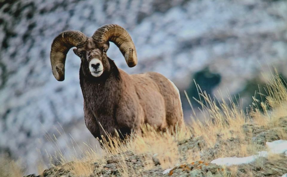 Gardiner: Yellowstone National Park Half Day Guided Hike - Why Choose the Gardiner Guided Hike?