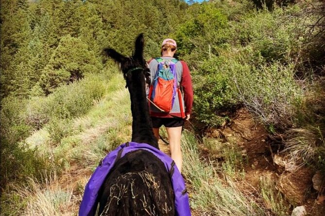 Guided Llama Hike in the Rocky Mountains - Itinerary Breakdown