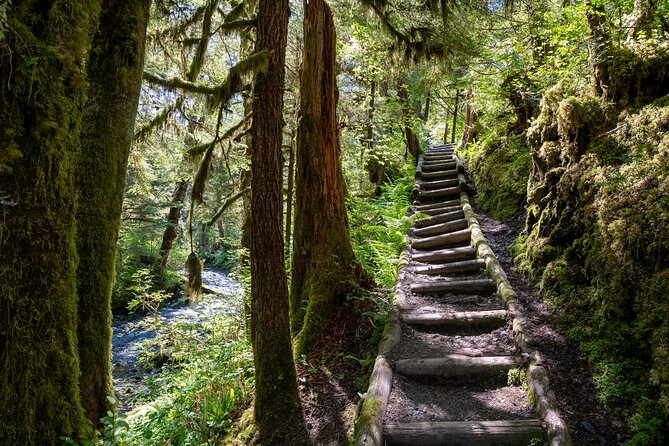 Ketchikan Magical Old-Growth Creek Trek Guided Tour - An In-Depth Look at the Trek Itinerary
