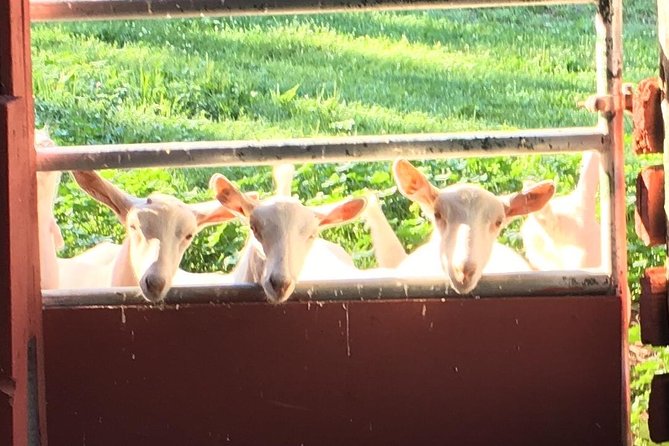 Llama/Alpaca Hike and Farm Tour - Highlights
