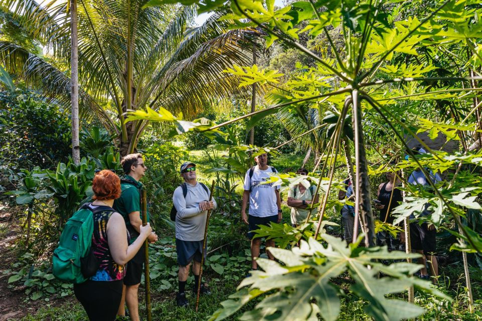 Maui: Rainforest Waterfalls Guided Hike with Picnic Lunch - A Taste of Culture and Local Flora