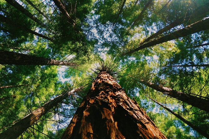 Redwoods Full-day Private Tour and Hike - The Experience in Practice