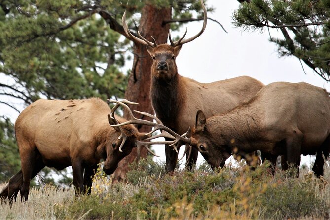 Rocky Mountain Full Day Private Tour & Hike from Denver / Boulder - Highlights of the Rocky Mountain Private Tour & Hike