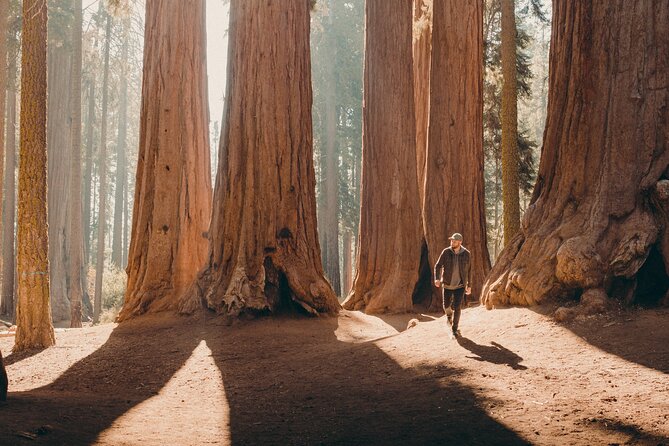 Sequoia Full Day Private Tour and Hike - How the Experience Comes Together