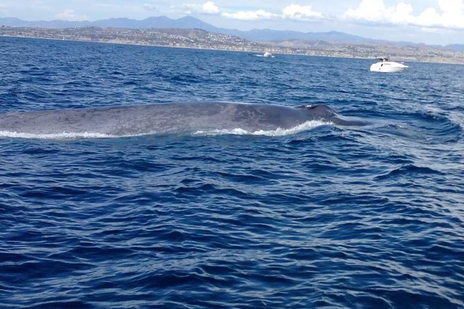 Whale Watching and Fishing Combination Excursions - Navigating the Dana Point Adventure
