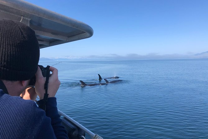 Whale Watching Charters and Bear search through Icy Strat Alaska - Who Will Appreciate This Tour?