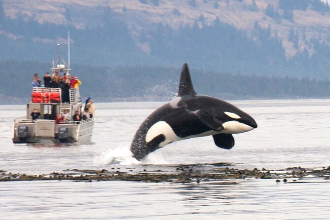 Whale Watching + Deception Pass Tour from Seattle - An In-Depth Look at the Experience