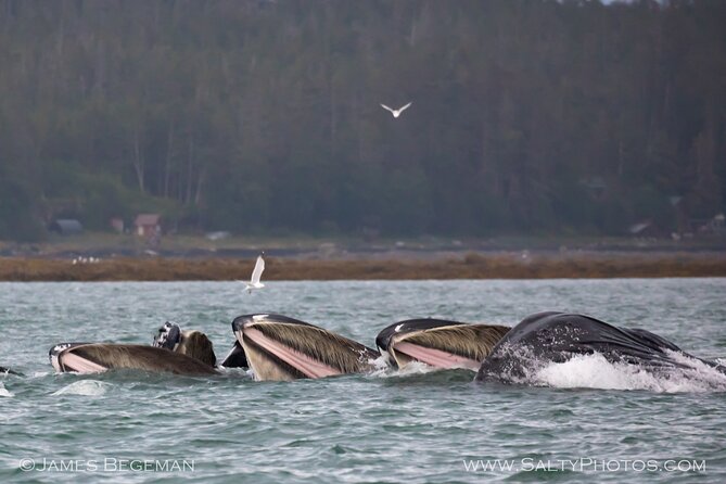 Whale-watching, Icy point, Hoonah , whales, Orca, killer-whales. - The Sum Up