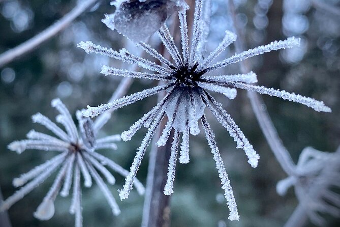 Winter Valley and Forest Hike - What’s Included and What’s Up to You to Arrange