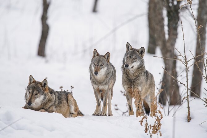 Yellowstone Full Day Winter Tour (With Optional Hike or Snowshoe) - Learning from the Reviews