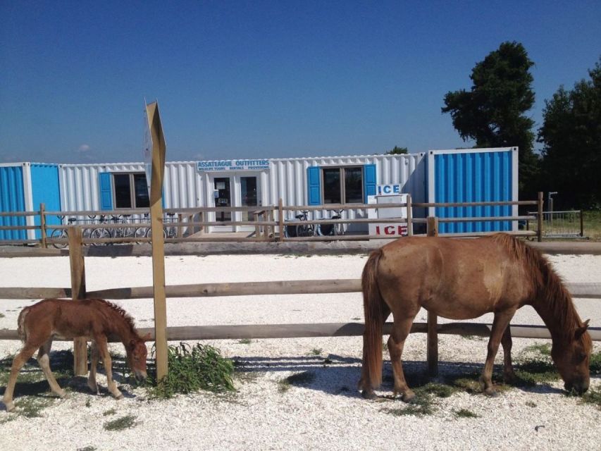 Assateague Island: Bike Rental from the Bayside Stand - Why This Experience is Worth Considering