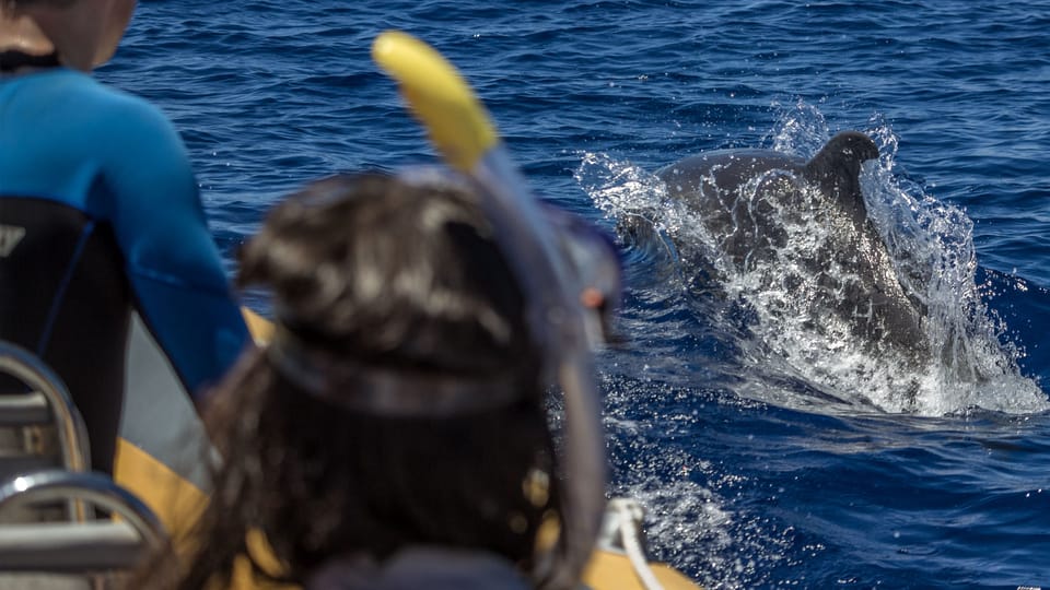Azores: Swim with Dolphins Atlantic Experience - The Itinerary: A Closer Look