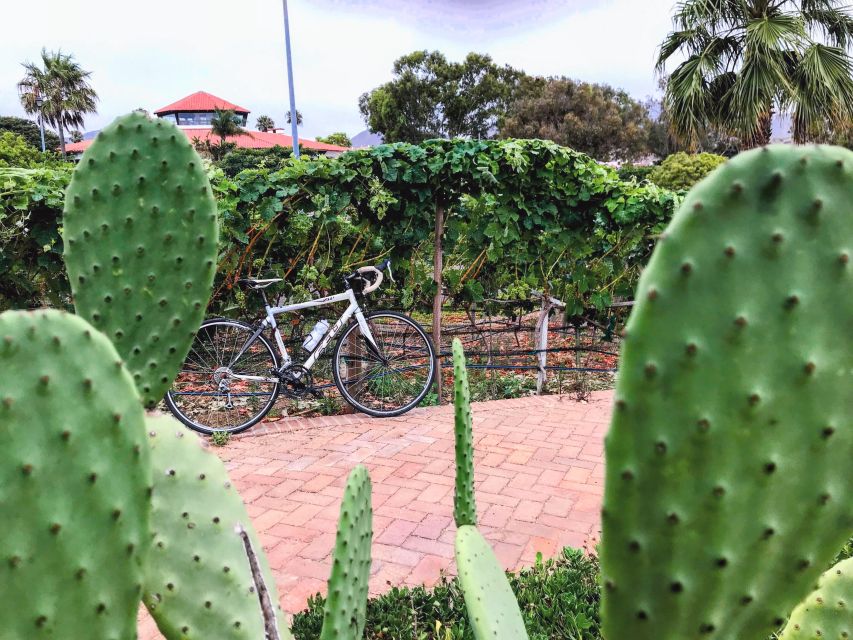 Bike Through Vineyards The best Wine in the Guadalupe Valley - A Deep Dive into the Guadalupe Valley Bike & Wine Experience