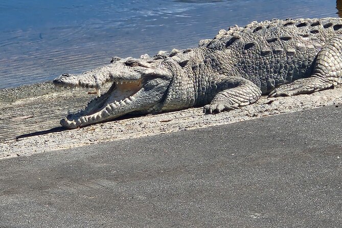 Everglades National Park: 3 Hikes + 90 minute Boat Tour + Lunch - The Essential Experience: What Makes This Tour Stand Out