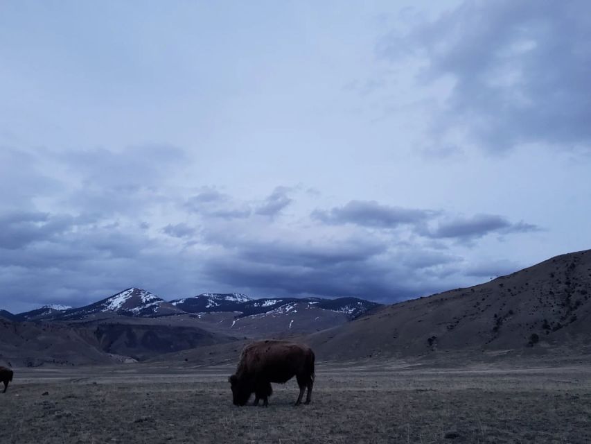Gardiner: Yellowstone National Park Half Day Guided Hike - The Itinerary: What to Expect