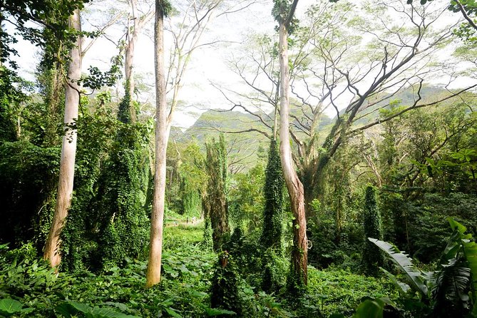 Hawaiian Waterfall Hike - What You Can Expect from the Experience
