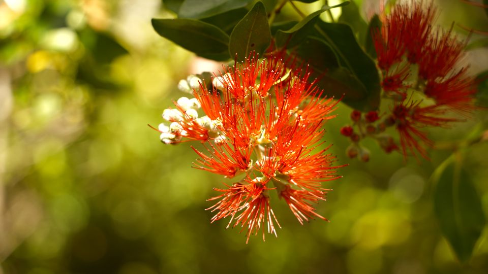 Maui: Honolua Ridgeline Informational Hike - A Closer Look at the Itinerary and the Experience