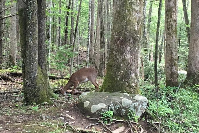 Mountaineer's Way Hike in the Smokies - The Price, Duration, and Practical Details