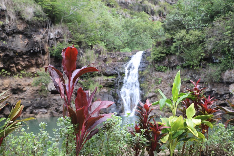 Oahu: Valley of Waimea Falls Swim & Hike with Lunch & Dole - Why This Tour Offers Real Value