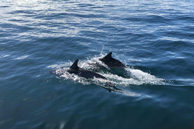 Whale Watching and Fishing Combination Excursions - The Experience for Different Travelers