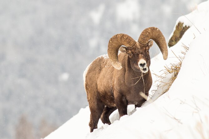 Yellowstone Full Day Winter Tour (With Optional Hike or Snowshoe) - Who Is This Tour Best For?