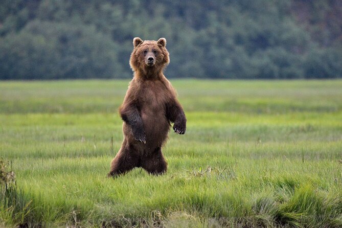 Alaska Bear Viewing Adventure from Seward - The Shoreside Lunch and Scenic Break