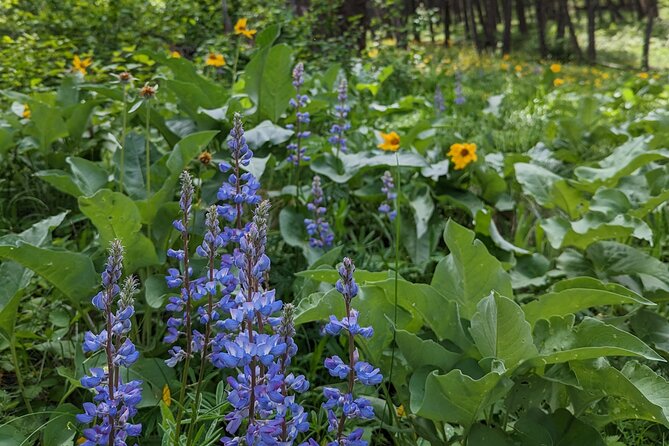Alpine Lake Float and Guided Hike in the Bitterroot Mountains - FAQ