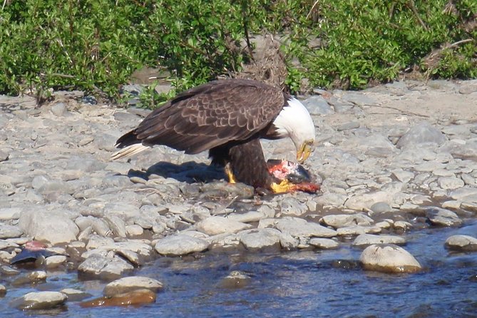 Half-Day Fishing Trip on the Kenai River - The Experience in Practice