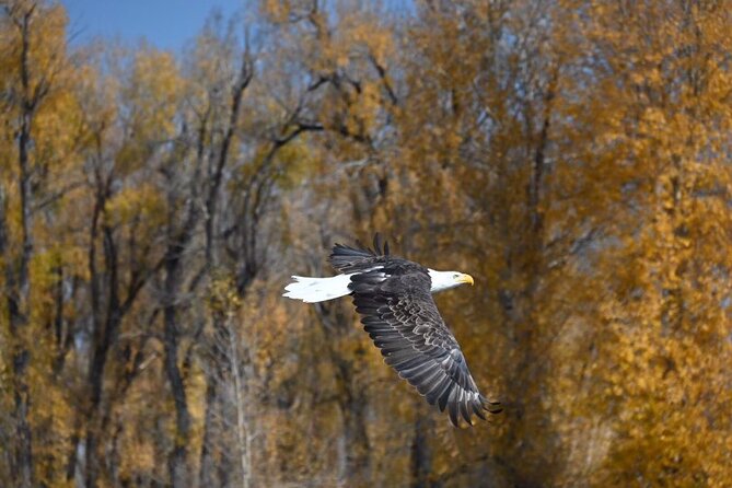 Half-Day Traditional Driftboat Fly Fishing at Jackson Hole - FAQs