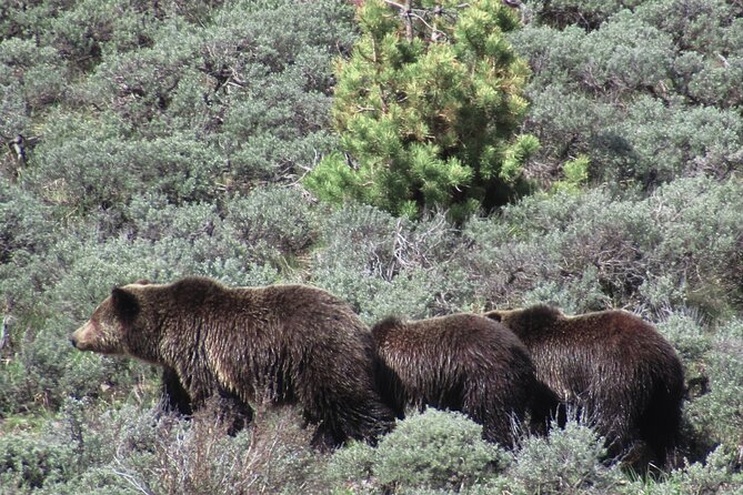 Lamar Valley Safari Hiking Tour with Lunch - Who is This Tour Best For?