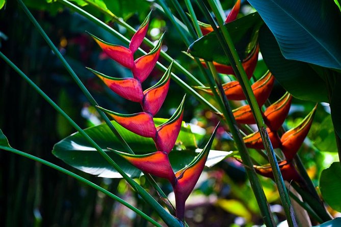 Manoa Waterfall Hike From Waikiki With Healthy Lunch Included - Pricing and Value
