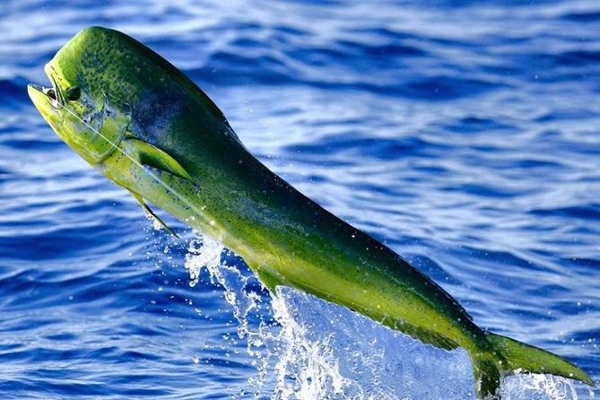 Miami Deep Sea Fishing Charters - Final Words: Who Will Love This Experience?