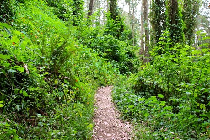San Francisco Urban Hike: Castro and Twin Peaks - FAQ: Your Questions Answered