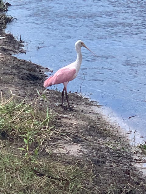 Sarasota: Myakka State Park E-bike Safari Experience - The Sum Up