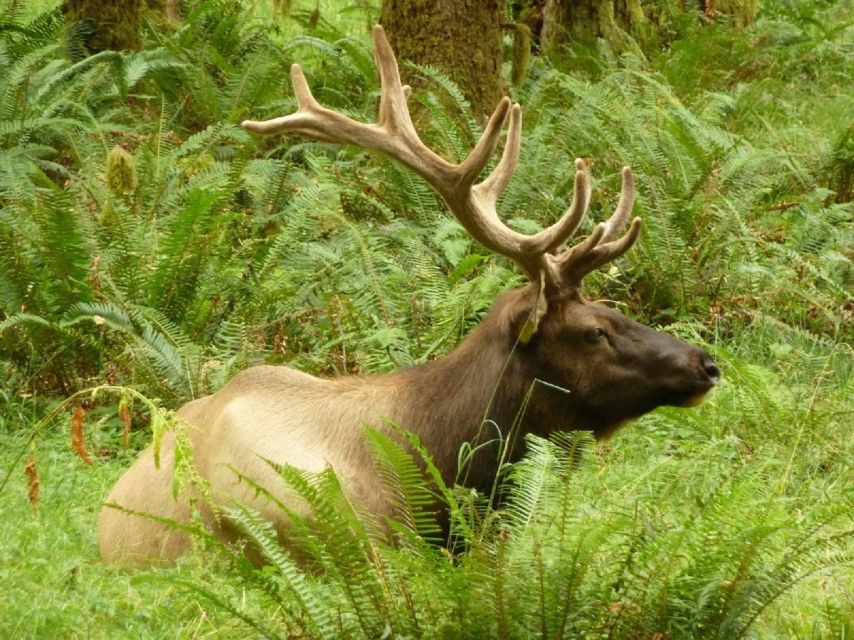 Seattle: Olympic National Park Small-Group Tour - Considerations Worth Noting