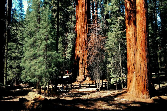 Sequoia Full Day Private Tour and Hike - The Sum Up