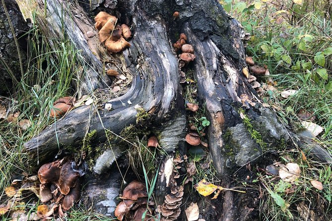 Summer Valley and Forest Hike - The Plus of Guided Tours