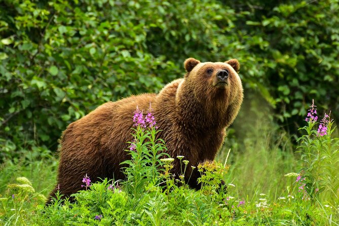 Alaska Bear Viewing Adventure from Seward - Paddling Down the Kenai River