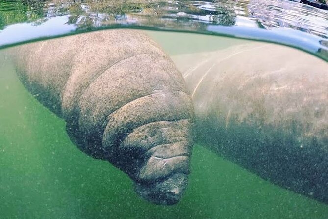 Everglades National Park: 3 Hikes + 90 minute Boat Tour + Lunch - The Sum Up